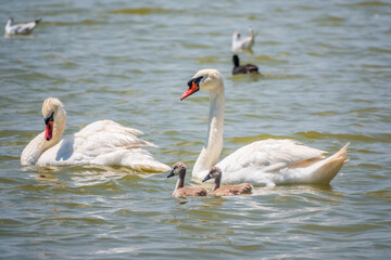 Obraz premium A pair of mute swans, Cygnus olor, swimming on a lake with its new born baby cygnets. Mute swan protects its small offspring. Gray, fluffy new born baby cygnets.