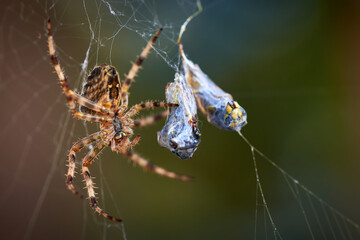 European garden spider with wasps in the web (Araneus diadematus). Female spider and her prey