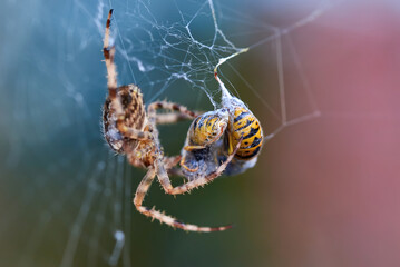 European garden spider with wasps in the web (Araneus diadematus). Female spider and her prey