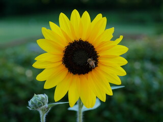 ヒマワリとミツバチ