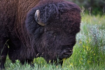 Bison Bull, Theodore Roosevelt National Park, North Dakota, USA - 479227019