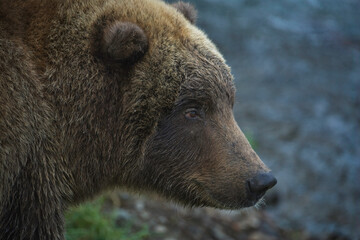 Alaskan Brown Bear, Katmai National Park, Alaska, USA - 479227020