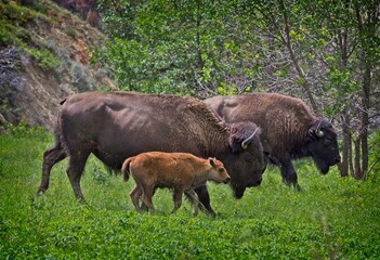 Bison Herd, Theodore Roosevelt National Park, North Dakota, USA - 479227023