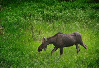 Moose, Rocky Mountain National Park, Colorado, USA - 479227025