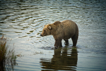 Alaskan Brown Bear, Katmai National Park, Alaska, USA