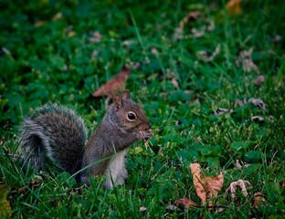 squirrel eating nut - 479227028