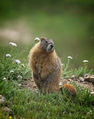 Marmot, Rocky Mountain National Park, Colorado, USA - 479227029
