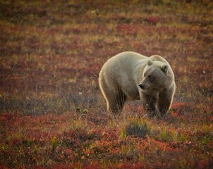 Alaskan Brown Bear, Denali National Park, Alaska, USA - 479227031