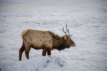 bull elk in winter, rocky mountain national park, colorado, USA - 479227032