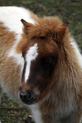 pony de raza asturc&oacute;n