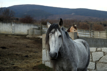 Obraz premium Yegua de caballo en establo