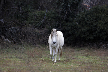 yegua de caballo blanca en el campo