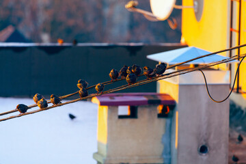 Birds standing on the rope on the roof . Rooftop Chimney and Antennas