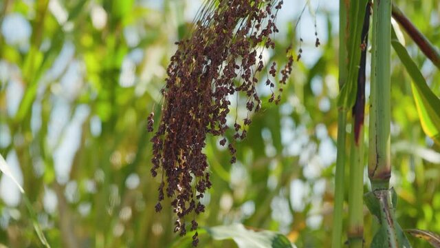 Growing proso millet in agriculture. Plant of Panicum Miliaceum, commonly known as Proso Millet or Common Millet. Ripening brush of millet proso in the field