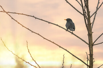 A blackbird sitting on a branch in winter during sundown