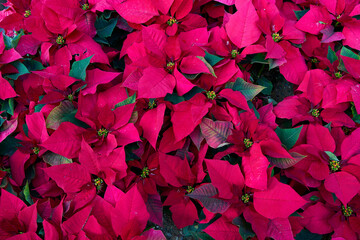 pascua flowers in red color 