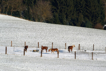 Horses in winter