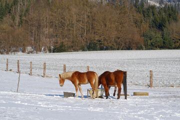 Horses in winter
