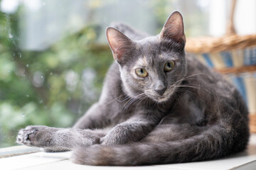 Cute funny grey and turtle Russian Blue cat  washing her back looking up in front of window
