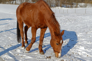 Horses in winter