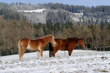Horses in winter