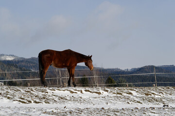 Horses in winter
