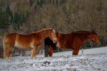 Horses in winter