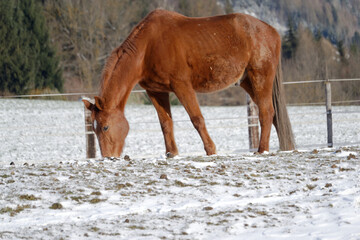 Horses in winter