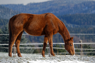 Horses in winter