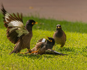 A fight between Common Myna 2