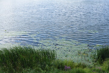 Pond. Grass