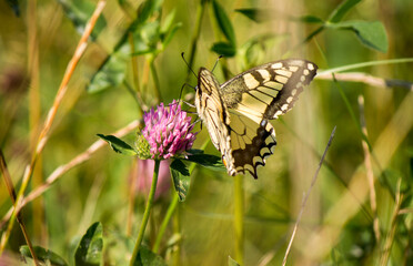A close-up of a swallowtail butterfly on a clover flower.