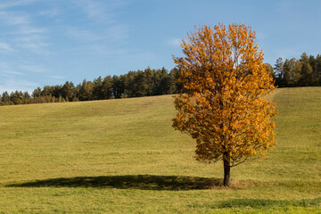A lone tree in the mountains, autumn colors.
