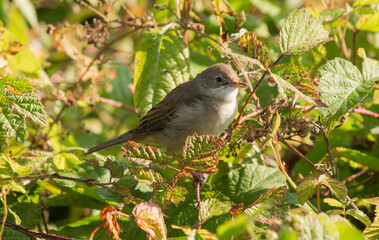 A close-up of wild sparrow surrounded by green leaves.