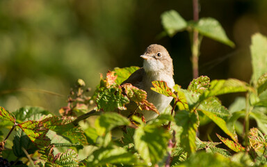 A close-up of wild sparrow.
