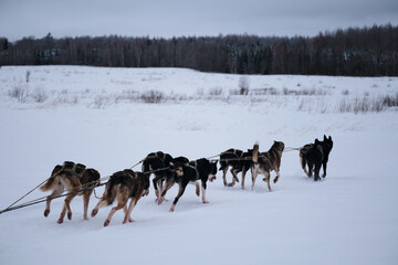 Fototapeta na wymiar Northern breed of sled dogs, strong and hardy. Team is ready to win. Fastest dogs in world. Alaskan huskies quickly run forward in harness with tongues hanging out.
