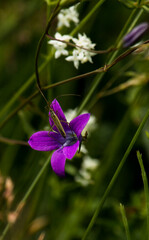 A close-up of a purple flower.
