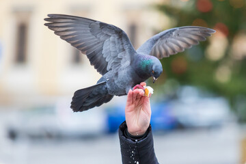 The pigeon sits on a human hand and feeds a tooth. © Roman Bjuty
