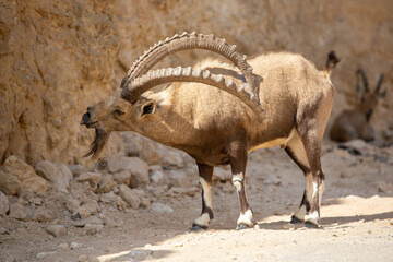 mountain goat in the desert