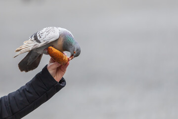 The pigeon sits on a human hand and feeds a tooth.