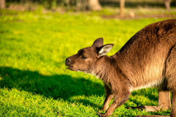 Naklejka na ściany i meble Relaxing Kangaroo on a green meadow at sunset, Australia.
