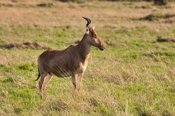 Hartebeest, Alcelaphus buselaphus, in the Maasai Mara National Reserve in Kenya.