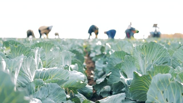 Field with ripe cabbage and farmworkers in the background