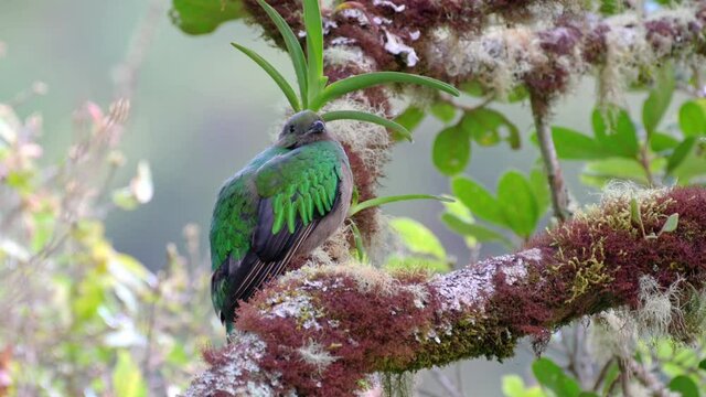 female Resplendent quetzal (Pharomachrus mocinno) on a wild avocado tree, San Gerardo de Dota, Costa Rica, Central America
