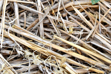 Yellow large wheat bright straw close up