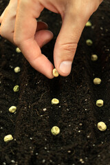 Close up of male farmer is planting green pea seeds in the ground. Vertical photo