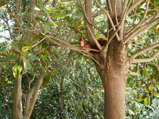 Cute furry brown squirrel in a branch of a tree in a park