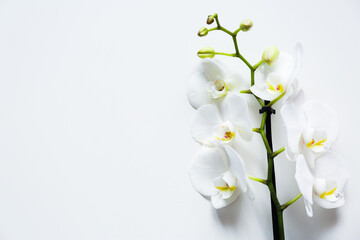 Fototapeta na wymiar orchid branch with flowers on white background top view