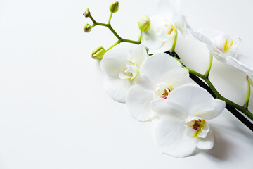 Fototapeta na wymiar orchid branch with flowers on white background 