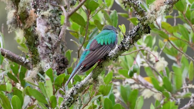 female Resplendent quetzal (Pharomachrus mocinno) on a wild avocado tree, San Gerardo de Dota, Costa Rica, Central America